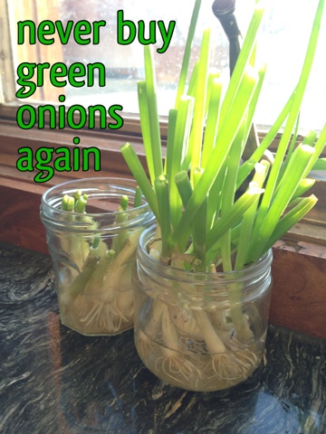 Never buy green onions again!