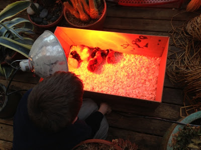 Journey to the Hen House